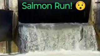 Salmon Run 😳 Heading Upstream salmonrun nature fishing livestream [upl. by Hauck]