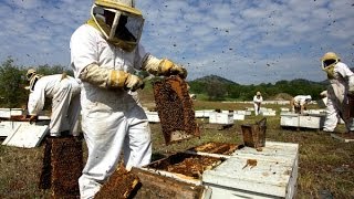 Harvard Researcher Discovers Cause Of Honeybee Colony Collapse Disorder [upl. by Ominorej]