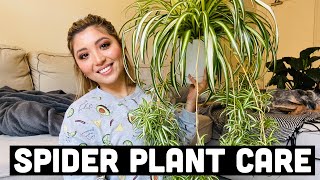 HOW TO PROPAGATE SPIDER PLANTS  SPIDER PLANT CARE [upl. by Ttimme]