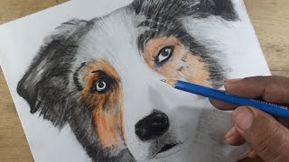 Australian Shepherd drawing easy to draw for beginners [upl. by Sander]