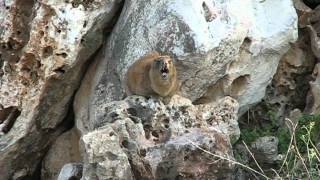 Hyrax Singing on a Rock [upl. by Nortna]