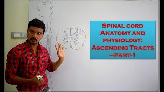 Spinal cord Anatomy and physiology Ascending Tracts Part 1 [upl. by Harikahs999]