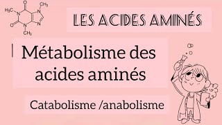 métabolisme des acides aminés  catabolisme et anabolisme cycle durée [upl. by Jaynes]