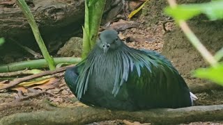 Nicobar pigeon Find special foods to eat [upl. by Yenterb138]