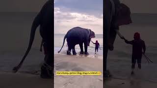 എനിക്ക് കടൽ കാണിച്ച് തരോ🥰 elephantfunnyvideos [upl. by Nitsud]