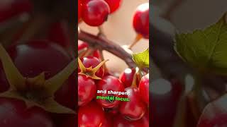 Schisandra Berries Boost Energy Focus [upl. by Macgregor151]