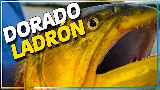 DORADO LADRÓN [upl. by Boarer180]