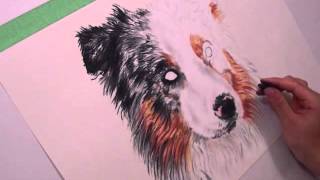 Draw My Pets Australian Shepherd [upl. by Yusem]