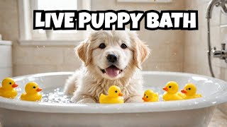 Going LIVE 🐶Pyrenees mixed puppies cutepuppies cutedogs puppy puppylife first bath 🛁 [upl. by Catima726]