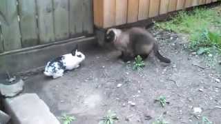 Siamese Cat Attack Buster The Bunny [upl. by Christel]