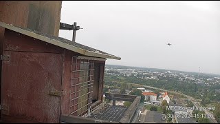 Koszalin 30 08 2024 3  PtyĹ› uciekĹ‚ przed dronem [upl. by Aracot414]