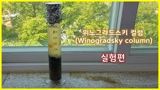 위노그라드스키 컬럼Winogradsky column 실험편 [upl. by Weidner]