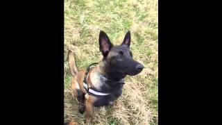 Mon malinois aboie sur commande [upl. by Yanrahs]