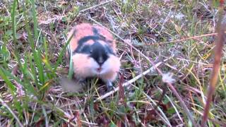 Angry lemming attacking camera [upl. by Legir]