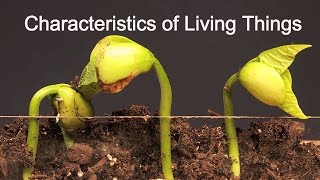 Characteristics of Living ThingsWhat makes something alive [upl. by Lucia]