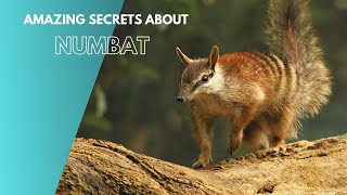 Amazing Secrets About Numbat [upl. by Nesilla22]