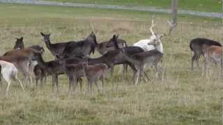 Fallow Buck Rutting [upl. by Eiliab361]