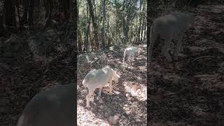 LES BREBIS DANS LES SOUSBOIS AU FRAIS valbonne moutons [upl. by Linette]