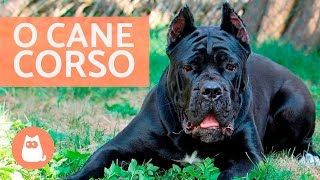 Cane corso  Características e adestramento [upl. by Anaed]