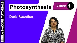 Photosynthesis  NEET  Dark Reaction  Neela Bakore Tutorials [upl. by Scrivenor]