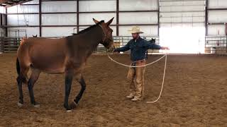 Ground work with a touchy quick to bolt mule [upl. by Darwin]