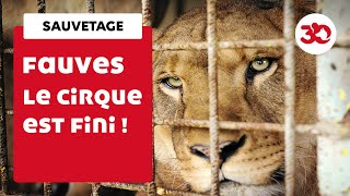 Le cirque James Dumas cède ses lions à la Fondation 30 Millions dAmis [upl. by Loralyn]