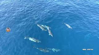 🛑🔴 Dont Miss It  கடலில் அலப்பறை செய்து துள்ளி விளையாடிய டால்பின்கள்  DOLPHINS PLAYING IN SEA 🐬 [upl. by Giannini]