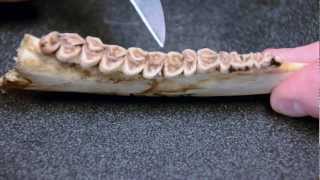 Whitetailed Deer Jawbone Aging Part 2  Tooth Wear [upl. by Siva]