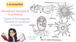 LocomotionAmoeboid movement in protozoaTypes of Pseudopodia Theories of Amoeboid movt MSc BSc [upl. by Isaacson689]