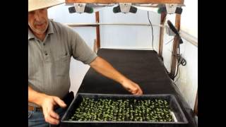 Capillary mat table for watering 34quot Mini Blocks [upl. by Abrams565]