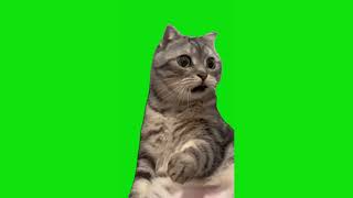 Shocked Cat Meme Green Screen Chroma Key Template [upl. by Twila619]