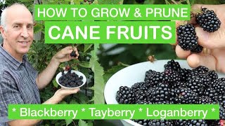 HOW TO GROW amp PRUNE CANE FRUITS  Blackberry Loganberry Tayberry – Full StepByStep Pruning Guide [upl. by Korwun]