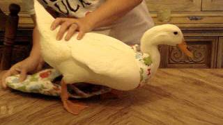 Dino Ducky Diapers How to dress your duck [upl. by Issy]