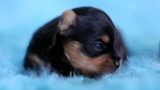 5 Day Old Yorkie Puppies Learning to Walk [upl. by Kcirdnek]