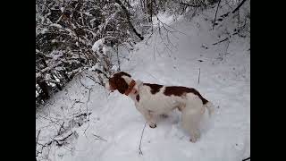 Pluck pheasant feathers then walk to look for deer trail [upl. by Tereve]