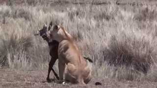 Lion kill Masai Mara by Jools Lloyd [upl. by Eentrok]