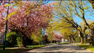 Ride 319  Cycling Vancouvers 2024 cherry blossom season finale [upl. by Fisa]