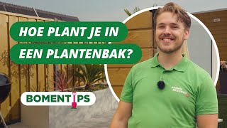 Hoe plant je in een grote plantenbak  BOMENTIPS 58 [upl. by Anen822]