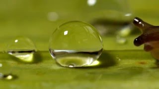 Slug shocked by water droplet [upl. by Clarke]