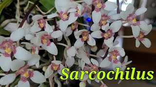 Sarcochilus сезон цветения [upl. by Modnar]