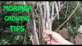 Growing Moringa Trees From Seeds [upl. by Arrej]