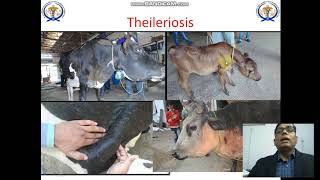 एडिमा से बिमारियों की पहचान  How edema helps in disease diagnosis of animals Brisket Edema of cow [upl. by Pitarys]