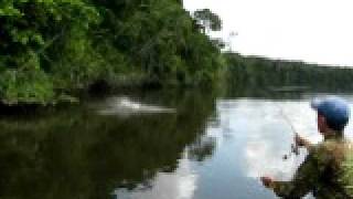 tarpontrapoen in suriname [upl. by Nibaj]