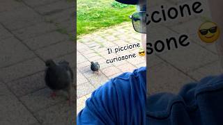 Il piccione curiosone [upl. by Lorita]