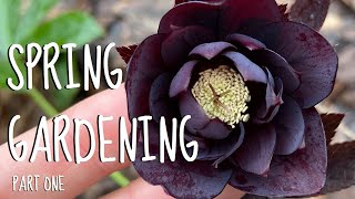 Spring gardening part 1 Hellebores winter clean up and trimming fruit trees [upl. by Hullda]