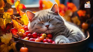 Relax Your Cat  3 HOURS of Soothing Music for Cats  Cat Purring Sounds  Meow Lullaby [upl. by Adnarim728]