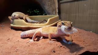 Mijn Luipaardgekko dame vervelt  Reptiles the Leopard Gecko 🦎 [upl. by Wilkens]