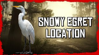 🦢Snowy Egret Location Red Dead Online [upl. by Anaderol137]