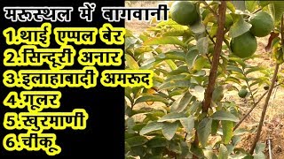 Organic fruits farm जैविक बागवानीgularthai apple ber khurmaniPomegranate guavamroodOrgenicBer [upl. by Schoening]