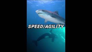 Great white shark VS killer whale [upl. by Pyle]